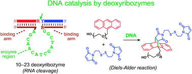 Graphical abstract: Catalytic DNA (deoxyribozymes) for synthetic applications—current abilities and future prospects