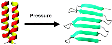 Graphical abstract: Structural changes of poly-l-lysine in solution and lyophilized form