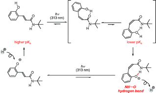 Graphical abstract: Novel photosystem involving protonation and deprotonation processes modelled on a PYP photocycle