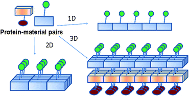 Graphical abstract: Protein and protein assembly based material structures