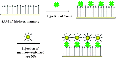 Graphical abstract: Microgravimetric lectinbiosensor based on signal amplification using carbohydrate-stabilized gold nanoparticles