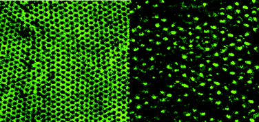 Graphical abstract: Grafting thermoresponsive polymers onto honeycomb structured porous films using the RAFT process