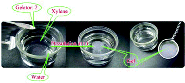 Graphical abstract: New dicholesteryl-based gelators: gelling ability and selective gelation of organic solvents from their mixtures with water at room temperature