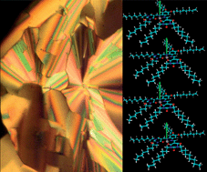 Graphical abstract: Mesogenic Ni(ii) and Cu(ii) complexes of barbituric acid derivatives—toward one-dimensional magnets