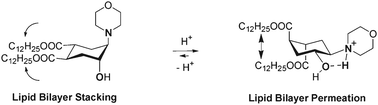 Graphical abstract: trans-2-Aminocyclohexanol as a pH-sensitive conformational switch in lipid amphiphiles