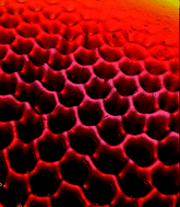 Graphical abstract: Surface wrinkling behavior of finite circular plates