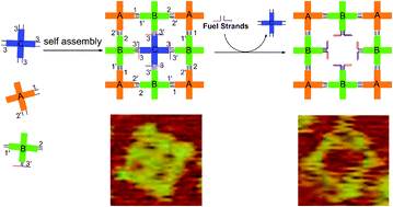 Graphical abstract: Subtractive assembly of DNA nanoarchitectures driven by fuel strand displacement