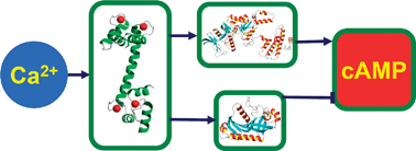 Graphical abstract: Crosstalk between G-protein and Ca2+ pathways switches intracellularcAMP levels