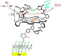 Graphical abstract: Functional biomimetic models for the active site in the respiratory enzyme cytochrome c oxidase