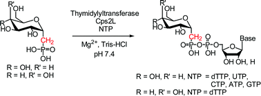 Graphical abstract: Enzyme-catalyzed synthesis of isosteric phosphono-analogues of sugar nucleotides