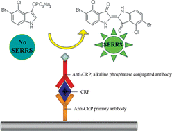 Graphical abstract: SERRS immunoassay for quantitative human CRP analysis