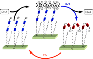 Graphical abstract: Light-triggered DNA release by dynamic monolayer films