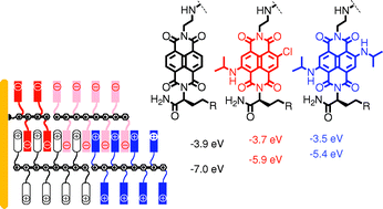Graphical abstract: Three-component zipper assembly of photoactive cascade architectures with blue, red and colorless naphthalenediimide donors and acceptors