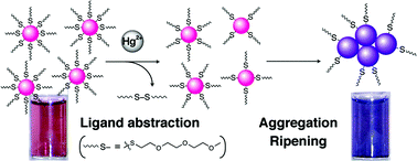 Graphical abstract: Colorimetric response to mercury-induced abstraction of triethylene glycol ligands from a gold nanoparticle surface