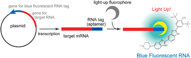 Graphical abstract: Transcription monitoring using fused RNA with a dye-binding light-up aptamer as a tag: a blue fluorescent RNA