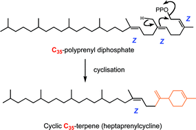 Graphical abstract: Biosynthesis of a novel cyclic C35-terpene via the cyclisation of a Z-type C35-polyprenyl diphosphate obtained from a nonpathogenic Mycobacterium species