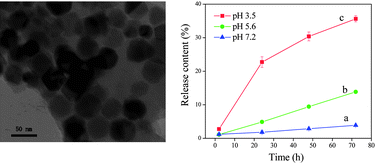 Graphical abstract: Bacterial magnetic nanoparticles as drug carriers