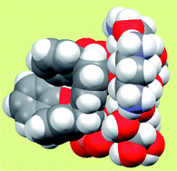 Graphical abstract: Structure of the kanamycin–calix[4]arene di-O-phosphonate salt