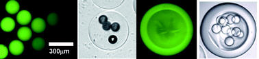 Graphical abstract: Fabrication of monodisperse thermosensitive microgels and gel capsules in microfluidic devices