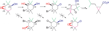 Graphical abstract: Selected regiocontrolled transformations applied to the synthesis of (1S)-cis-chrysanthemic acid from (1S)-3,4-epoxy-2,2,5,5-tetramethylcyclohexanol