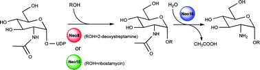 Graphical abstract: The neomycin biosynthetic gene cluster of Streptomyces fradiae NCIMB 8233: genetic and biochemical evidence for the roles of two glycosyltransferases and a deacetylase