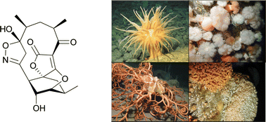 Graphical abstract: Deep-sea natural products