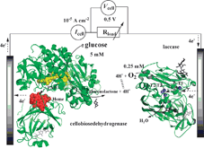 Graphical abstract: A membrane-, mediator-, cofactor-less glucose/oxygen biofuel cell