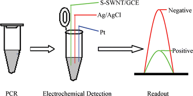 Graphical abstract: Rapid and cost-effective detection of sequence-specific DNA by monitoring the electrochemical response of 2′-deoxyguanosine 5′-triphosphate in a PCR sample