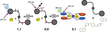 Graphical abstract: A metallo-supramolecular approach to a half-subtractor