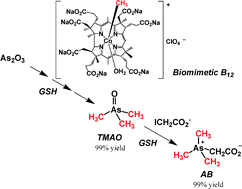 Graphical abstract: Detoxification system for inorganic arsenic: transformation of As2O3 into TMAO by vitamin B12 derivatives and conversion of TMAO into arsenobetaine