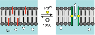 Graphical abstract: Palladium(ii)-gated ion channels