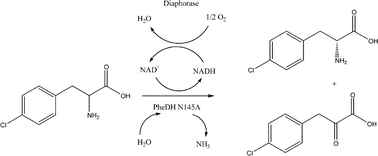 Graphical abstract: Engineered dehydrogenase biocatalysts for non-natural amino acids: efficient isolation of the d-enantiomer from racemic mixtures