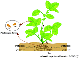 Graphical abstract: Uptake, accumulation and metabolic response of ferricyanide in weeping willows