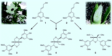 Graphical abstract: Novel tetrahydrofuran structures derived from β–β-coupling reactions involving sinapyl acetate in Kenaf lignins