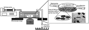 Graphical abstract: Microfluidic device for multimodal characterization of pancreatic islets