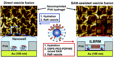Graphical abstract: Nanoarrays of tethered lipid bilayer rafts on poly(vinyl alcohol) hydrogels