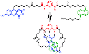 Graphical abstract: Model systems for flavoenzyme activity: intramolecular self-assembly of a flavin derivative viahydrogen bonding and aromatic interactions