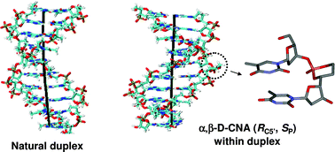 Graphical abstract: α,β-D-CNA induced rigidity within oligonucleotides