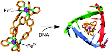 Graphical abstract: DNA-binding drugs caught in action: the latest 3D pictures of drug-DNA complexes