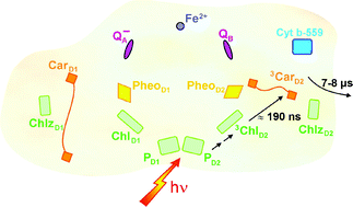 Graphical abstract: A photoprotection mechanism involving the D2 branch in photosystem II cores with closed reaction centers