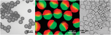 Graphical abstract: Microfluidic generation of microgels from synthetic and natural polymers