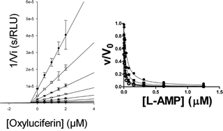 Graphical abstract: Kinetics of inhibition of firefly luciferase by oxyluciferin and dehydroluciferyl-adenylate