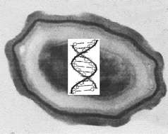 Graphical abstract: Synthesis and properties of DNA containing a spore photoproduct analog