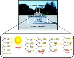 Graphical abstract: Development of a DNA-dosimeter system for monitoring the effects of solar-ultraviolet radiation