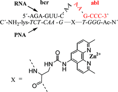 Graphical abstract: PNA based artificial nucleases displaying catalysis with turnover in the cleavage of a leukemia related RNA model
