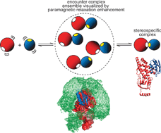 Graphical abstract: Visualizing lowly-populated regions of the free energy landscape of macromolecular complexes by paramagnetic relaxation enhancement