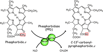 Graphical abstract: Expression and purification of pheophorbidase, an enzyme catalyzing the formation of pyropheophorbide during chlorophyll degradation: comparison with the native enzyme