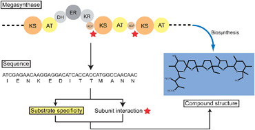 Graphical abstract: Bioinformatic perspectives on NRPS/PKS megasynthases: Advances and challenges