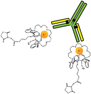 Graphical abstract: Design and characterization of immunogens for raising antibodies directed towards chelated alkali metals