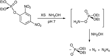 Graphical abstract: Hydroxylamine as an oxygen nucleophile. Chemical evidence from its reaction with a phosphate triester